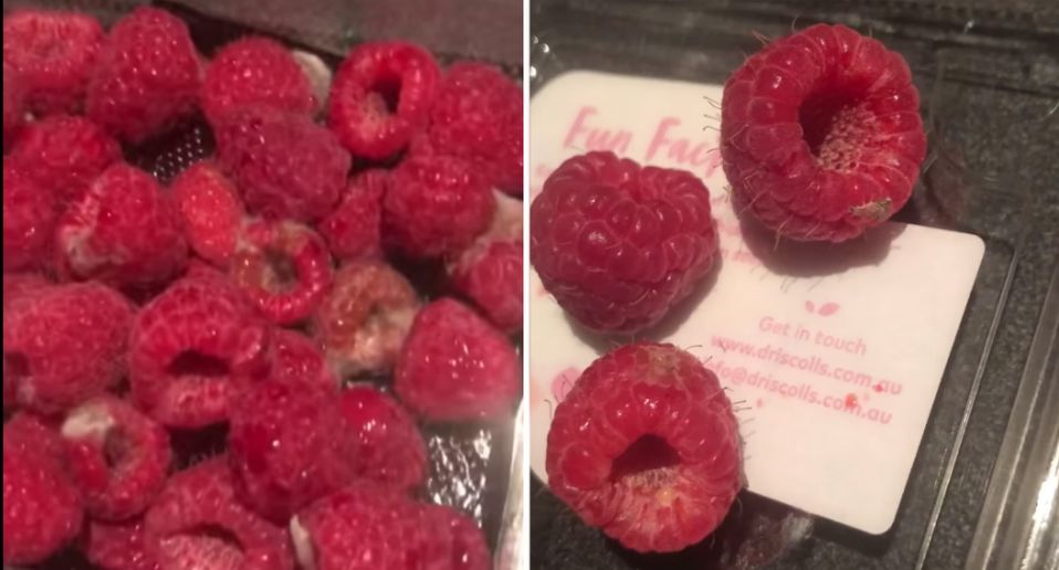 The_berries_were_mouldy_and_a_bug_was_found_climbing_through_the_pack